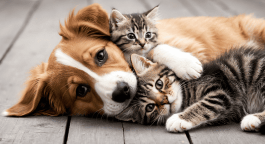 Superalimentos para perros y gatos: ¡Dales un boost de energía!
