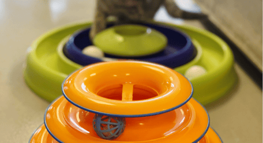 Juegos para gatos y perros: ¡Diversión garantizada en casa!