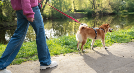 De paseo con estilo: cómo hacer que los paseos sean más divertidos