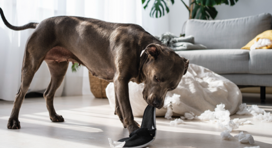 ¡Mi perro es un travieso! Trucos para mejorar su comportamiento