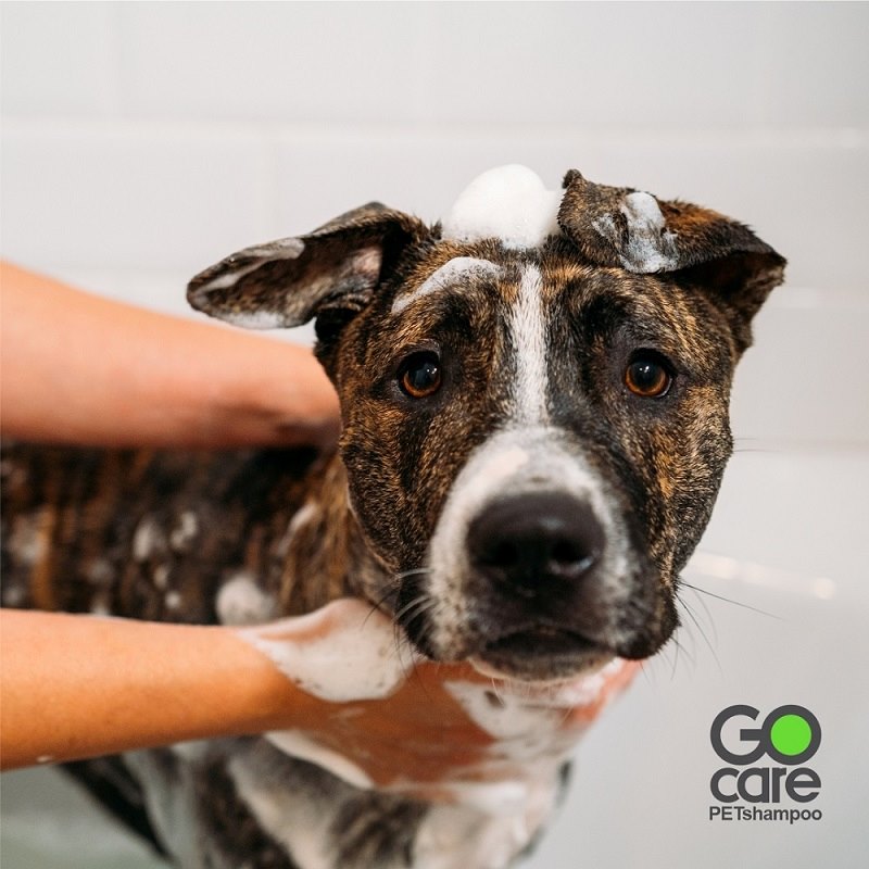 Shampoo Premium para perros y gatos GoCare