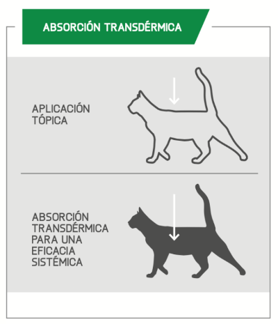 Nexgard Combo desparasitante doble GATO, 1 mes